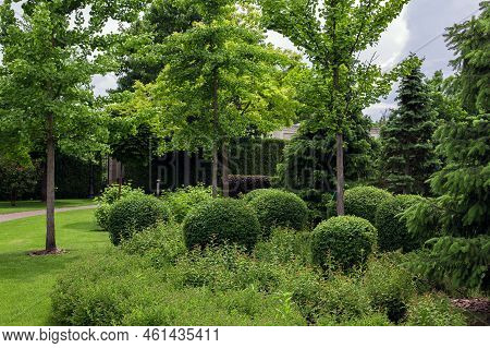 Trimmed Green Deciduous Bushes In Backyard Garden Bed, Park Landscaping With Mulching Plants With Tu