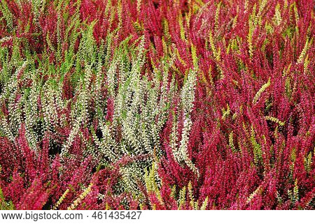 Multicolored heather flowers bloom in a flower pot. Green, pink, purple and white. Calluna vulgaris. Garden. Autumn.