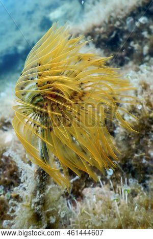 Tubeworm Underwater (sabella Spallanzanii) underwater Sea Life