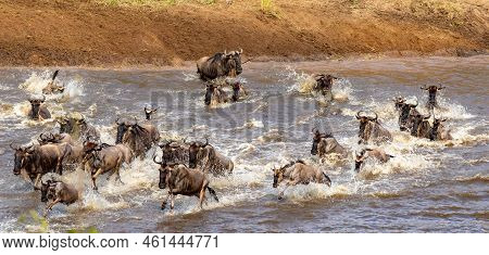 Gnus Crossing The Mara River In North Serengeti, Tanzania
