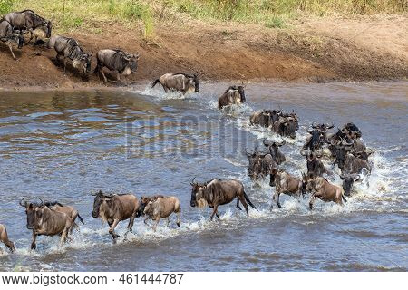 Gnus Crossing The Mara River In North Serengeti, Tanzania