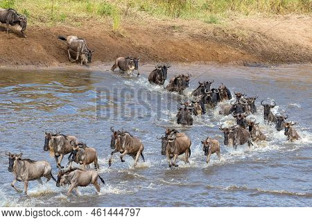 Gnus Crossing The Mara River In North Serengeti, Tanzania