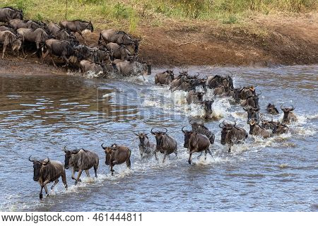 Gnus Crossing The Mara River In North Serengeti, Tanzania