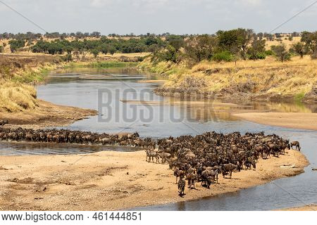 A Herd Of Gnus Crossing The Mara River In Tanzania