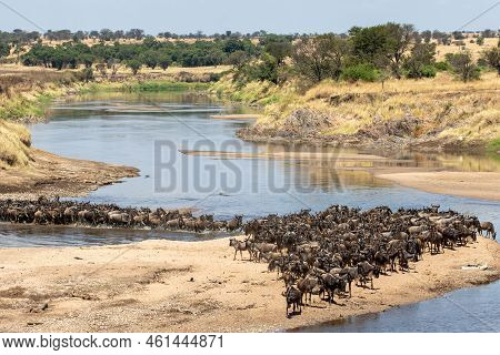 A Herd Of Gnus Crossing The Mara River In Tanzania
