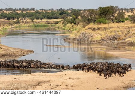 A Herd Of Gnus Crossing The Mara River In Tanzania