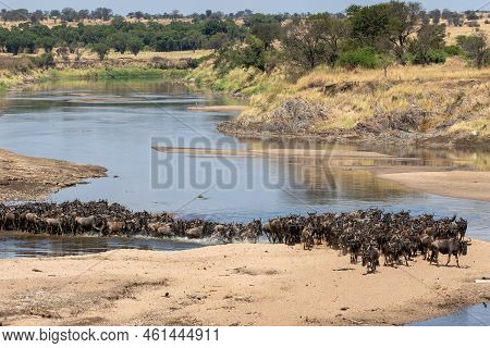 A Herd Of Gnus Crossing The Mara River In Tanzania