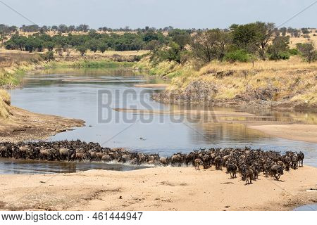 A Herd Of Gnus Crossing The Mara River In Tanzania