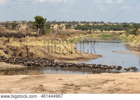 A Herd Of Gnus Crossing The Mara River In Tanzania