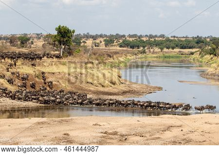 A Herd Of Gnus Crossing The Mara River In Tanzania