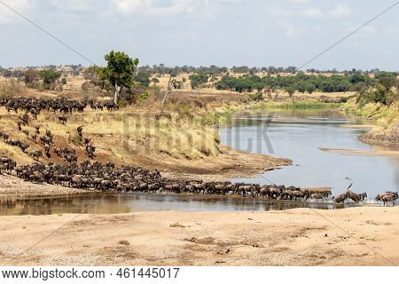 A Herd Of Gnus Crossing The Mara River In Tanzania