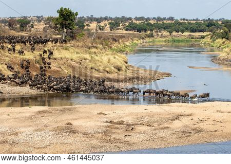 A Herd Of Gnus Crossing The Mara River In Tanzania