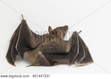 Indonesian Short-nosed Fruit Bat Cynopterus Titthaecheilus Isolated On White Background