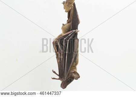 Indonesian Short-nosed Fruit Bat Cynopterus Titthaecheilus Isolated On White Background