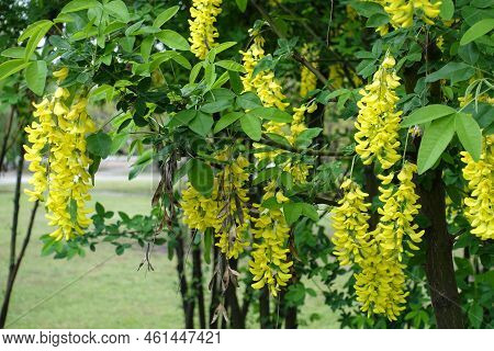 Dozens Of Yellow Flowers Of Laburnum Anagyroides In May