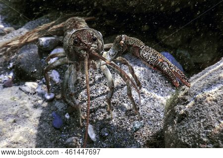 Closeup Freshwater Crayfish Underwater (astacus Astacus) Background