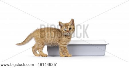 Cute Red British Shorthair Cat Kitten, Standing Side Ways In Front Of Grey Open Litterbox. Looking S