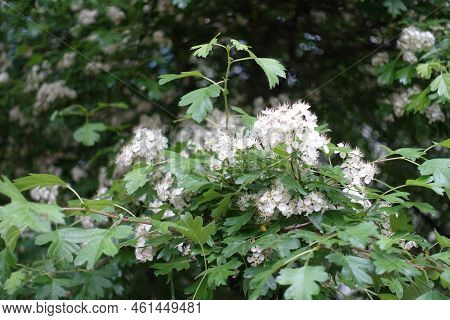 Flowers In The Leafage Of Common Hawthorn In May