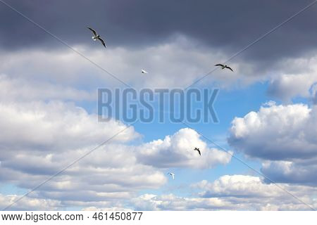 A Flock Of Unicorn Gulls (larus Atlanticus) In Flight With A Blue Cloudy Sky