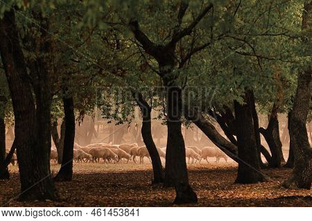Sheeps On Road In Greci, Romania In Autumn Drought And Forest