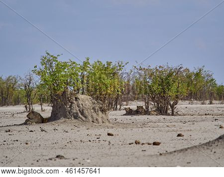 Group Of Lion In The Shade Of A Small Mopane Tree At A Water Hole In Etosha National Park In Namibia