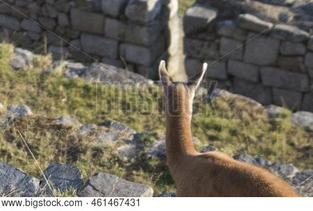 Llama Pacing Freely In Machu Picchu Archaeological Complex. High Quality Photo