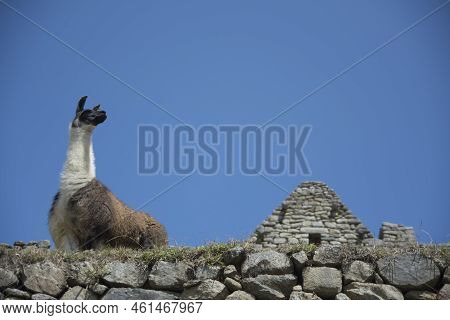 Llama Pacing Freely In Machu Picchu Archaeological Complex. High Quality Photo