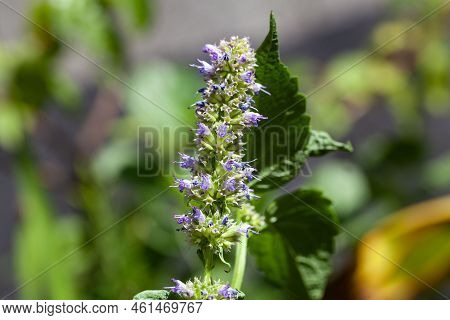 Flowers Of A Blue Giant Hyssop, Agastache Foeniculum