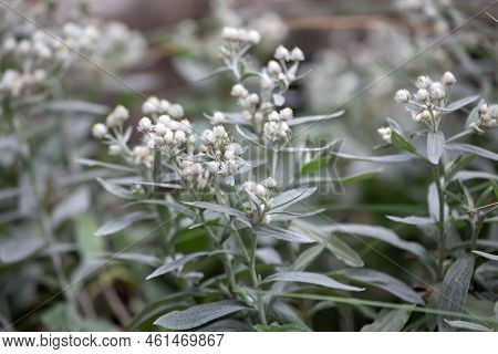 Triple Veined Pearly Everlasting, Anaphalis Triplinervis