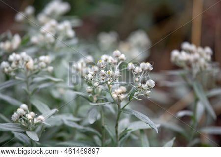 Triple Veined Pearly Everlasting, Anaphalis Triplinervis