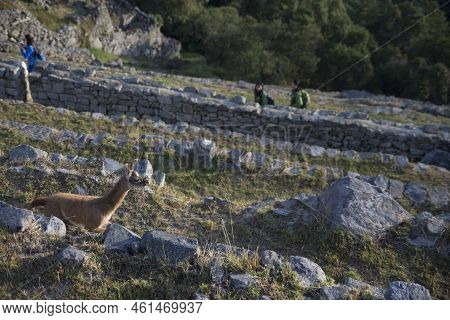 Llama Pacing Freely In Machu Picchu Archaeological Complex. High Quality Photo