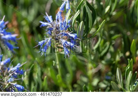Flower Of A Moltkia Petraea