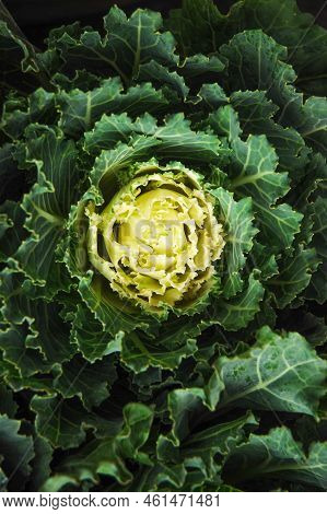 Yellow green ornamental cabbage. It grows in the garden. Decorative vegetable. Brassica oleracea.