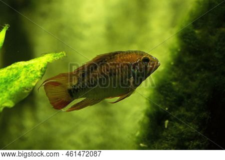 The Dwarf Cichlid (apistogramma Macmasteri) In Aquarium.