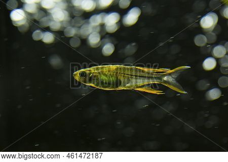 The Celebes Rainbowfish (marosatherina Ladigesi)  Endemic To Sulawesi.