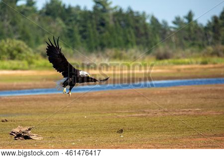 Bald Eagle (haliaeetus Leucocephalus) Flying Over The Rainbow Flowage, Horizontal