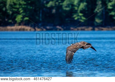 Juvenile Bald Eagle (haliaeetus Leucocephalus) Flying Just Above The Rainbow Flowage In Northern Wis