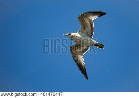 Ring-billed Gull (larus Delawarensis) Immature Flying In A Blue Sky With Copy Space, Horizontal