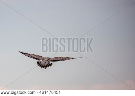 Ring-billed Gull (larus Delawarensis) Immature Flying In A Light Colored Sky, Horizontal