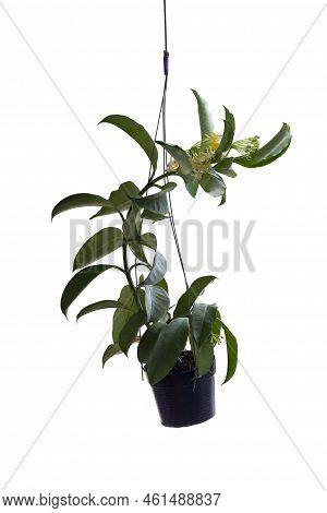 Hoya Multiflora Blume Or Rocket Hoya Flower Bloom In Black Plastic Pot Isolated On White Background 