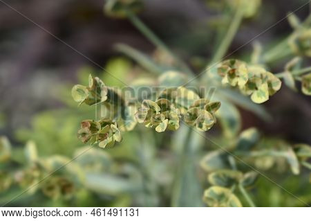 Spurge Ascot Rainbow In The Garden In Summer