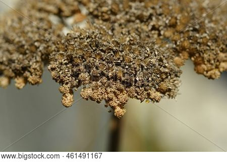 Yarrow Seed Head Setail In The Summer