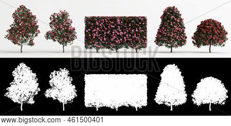 3d Illustration Of Set Camellia Sasanqua Flower Isolated On White And Its Mask