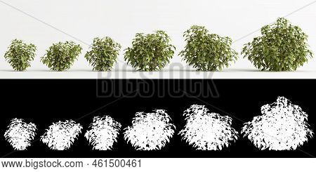 3d Illustration Of Set Sanchezia Nobilis Tree Isolated On White And Its Mask