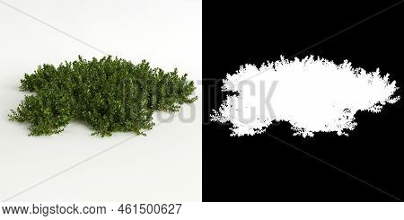 3d Illustration Of Bryophyte Tree Isolated On White And Its Mask