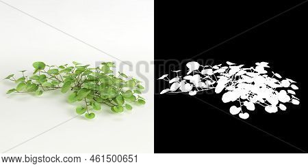 3d Illustration Of Dichondra Repens Tree Isolated On White And Its Mask