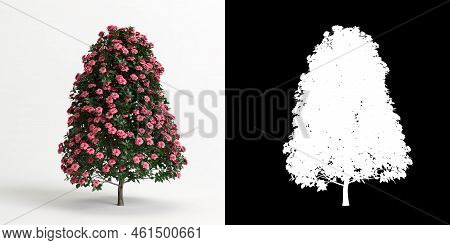 3d Illustration Of Camellia Sasanqua Flower Isolated On White And Its Mask