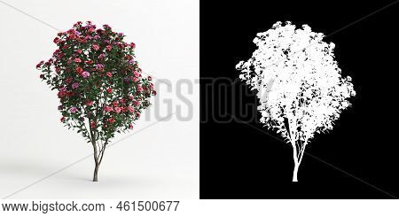 3d Illustration Of Camellia Sasanqua Flower Isolated On White And Its Mask