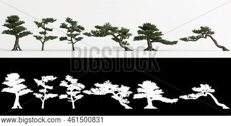 3d Illustration Of Set Podocarpus Macrophyllus Bonsai Isolated On White And Its Mask