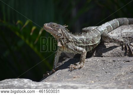 Gray Iguana With Long Sharp Claws On A Big Rock.